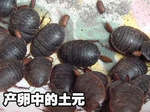 土元養(yǎng)殖市場全解析 價格、圖片與河南養(yǎng)殖公司指南