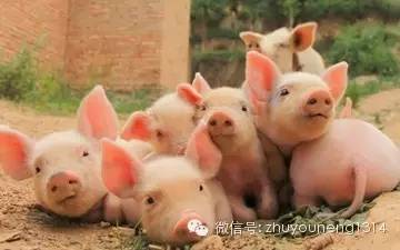 能養殖出安全的動物產品嗎？——現代動物飼養的挑戰與實踐